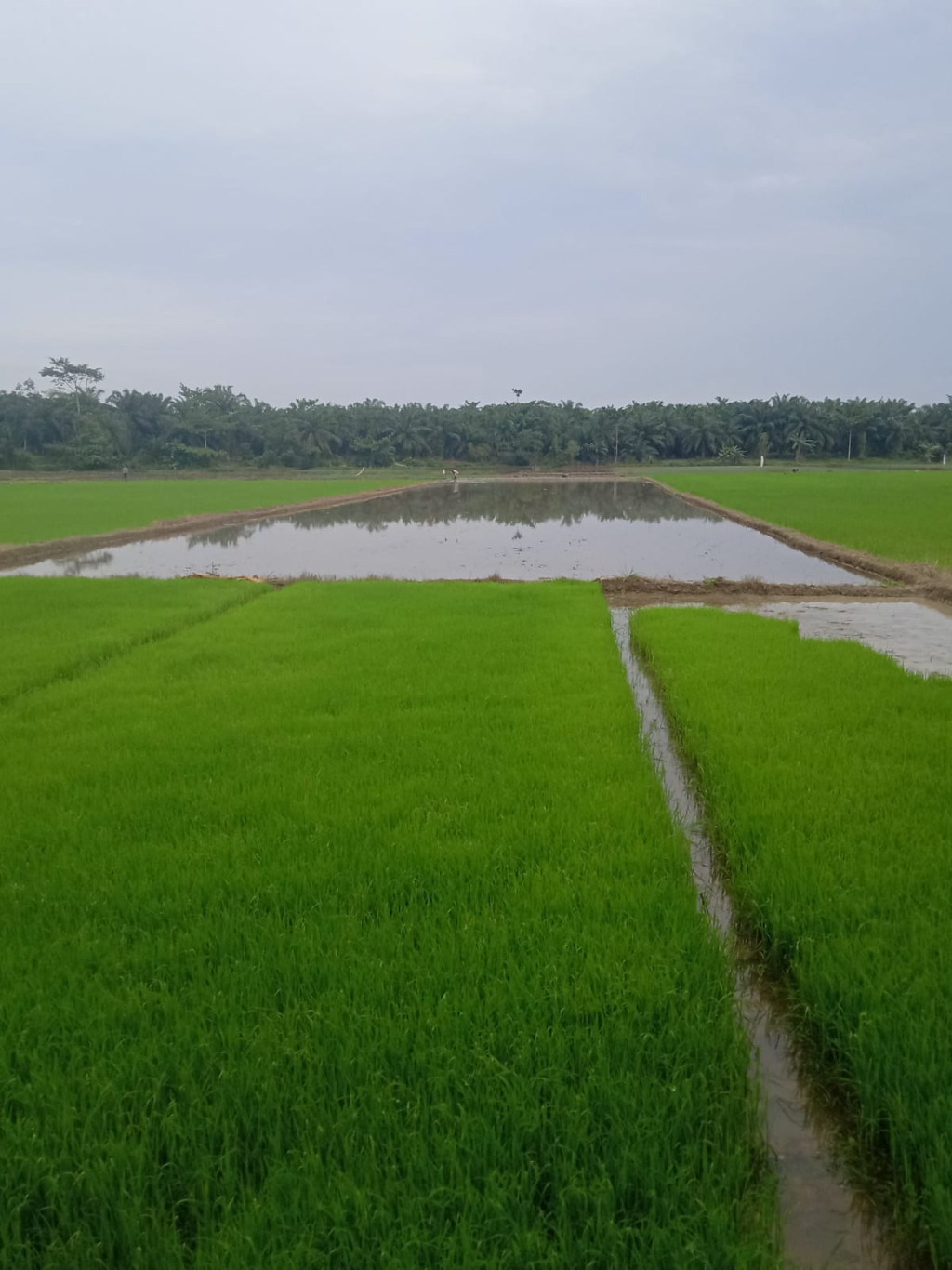 Lokasi persawahan pada Kampung Paya Rahat